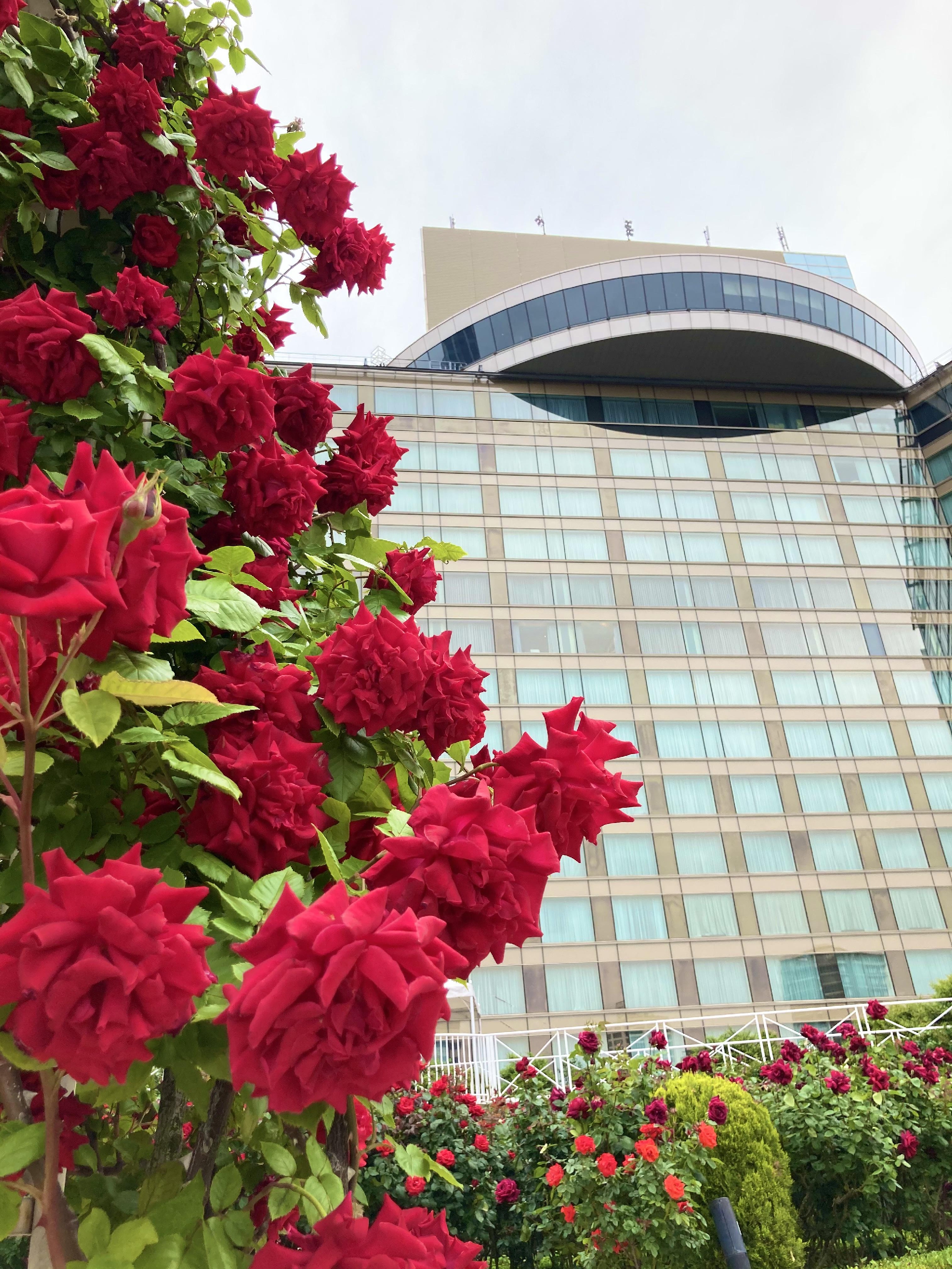 ニューオータニ　レッドローズガーデン🌹