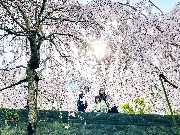 徳島旅行② しだれ桜　満開🌸