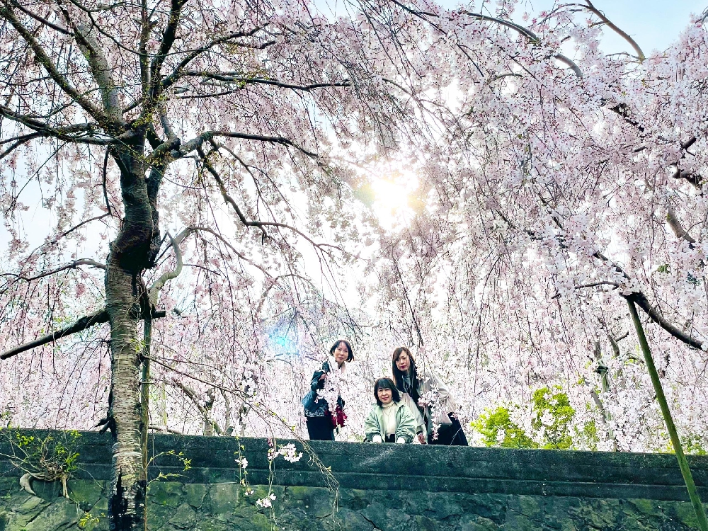 徳島旅行② しだれ桜　満開🌸