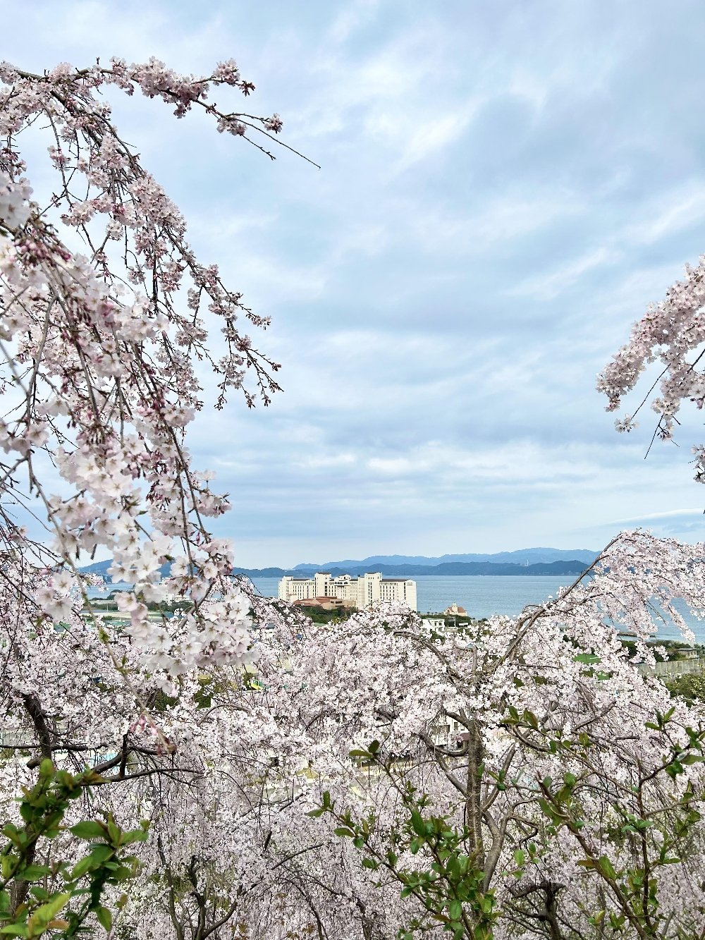 徳島旅行⑥ アオアヲナルト　kaeさん踊る⁈