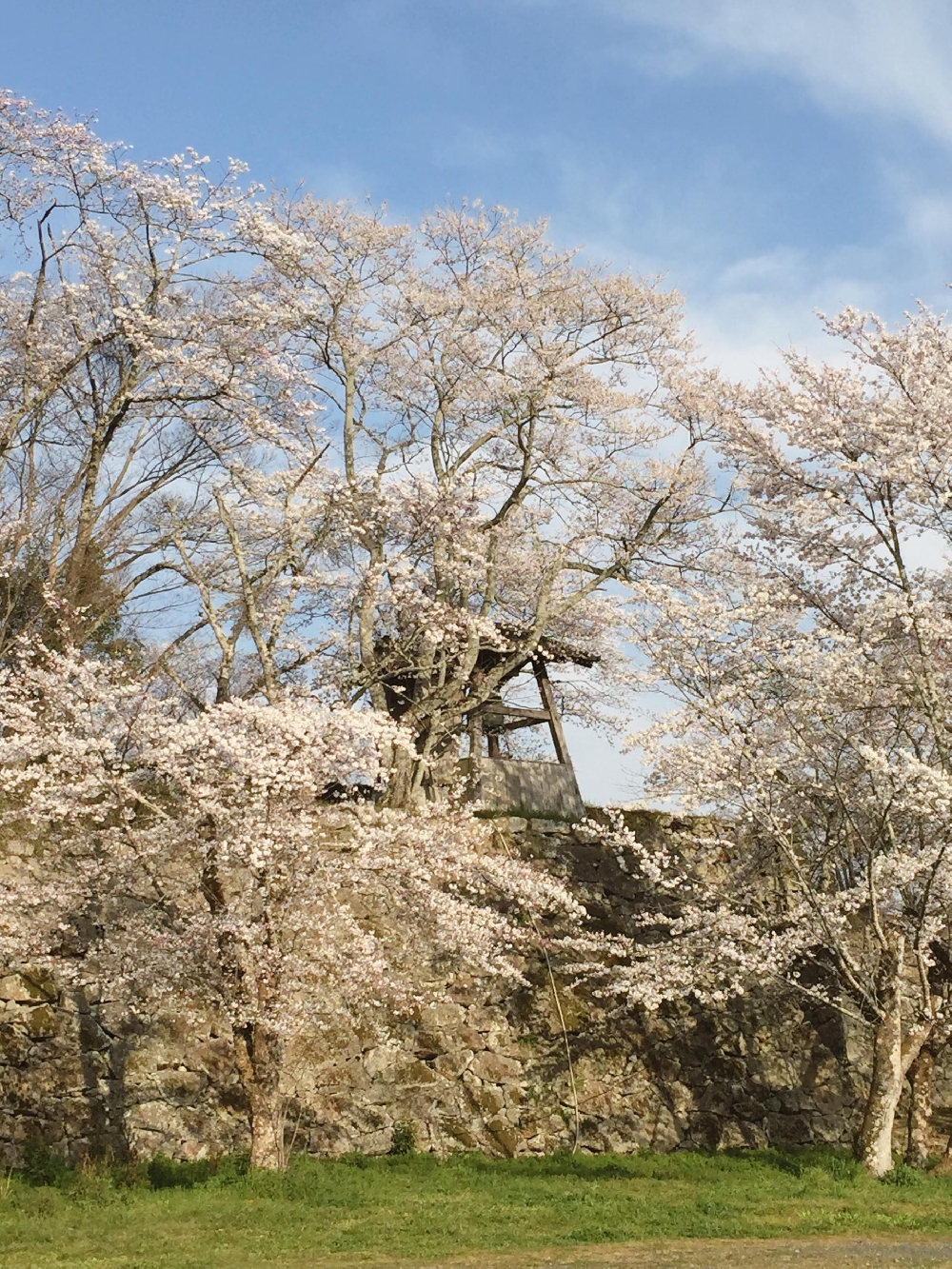 お花見