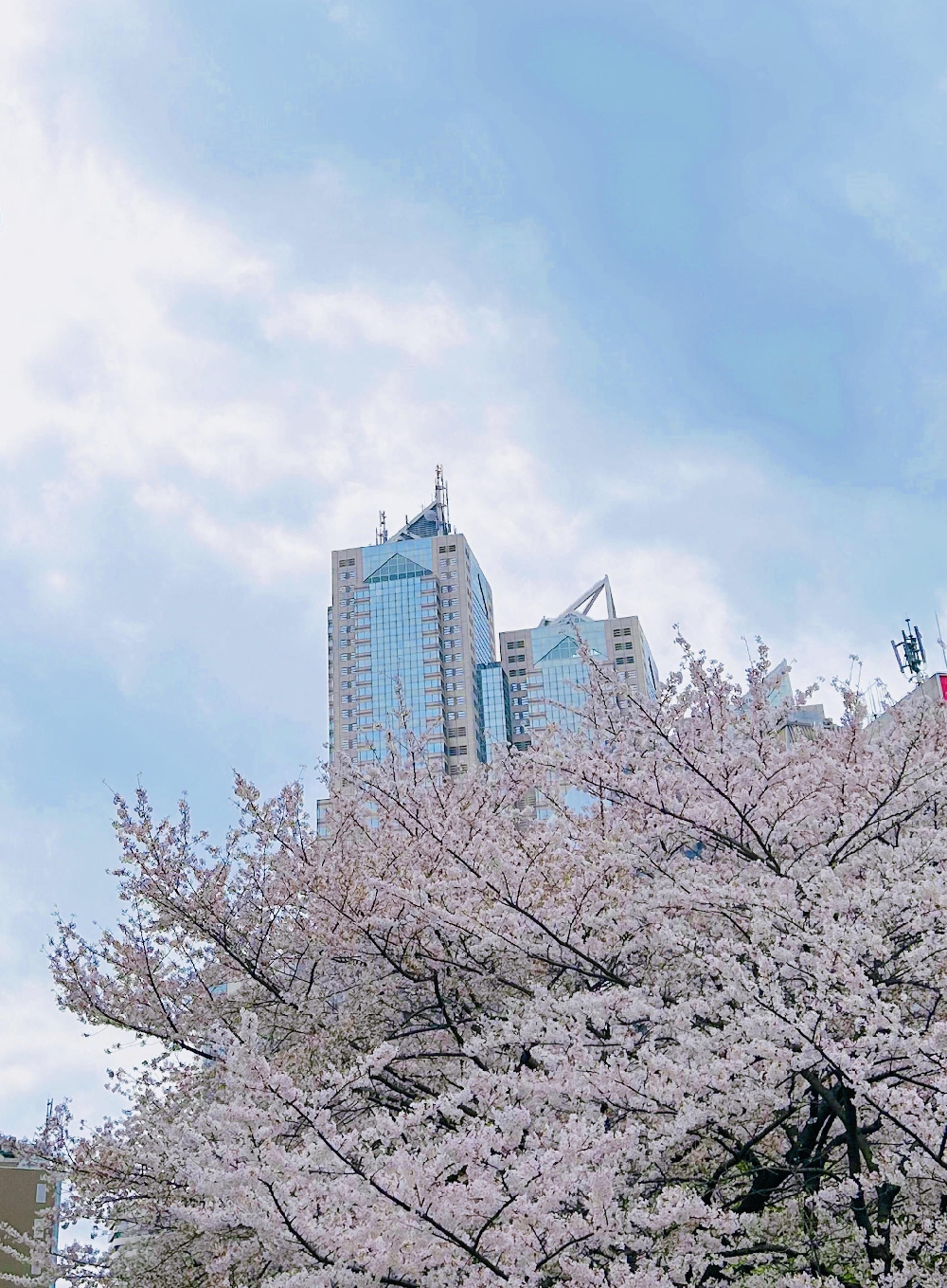 ランチ&お花見🌸
