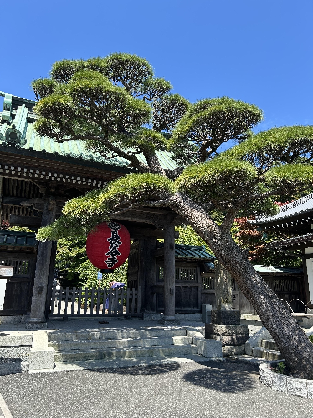 長谷・江ノ島神社②長谷寺で紫陽花