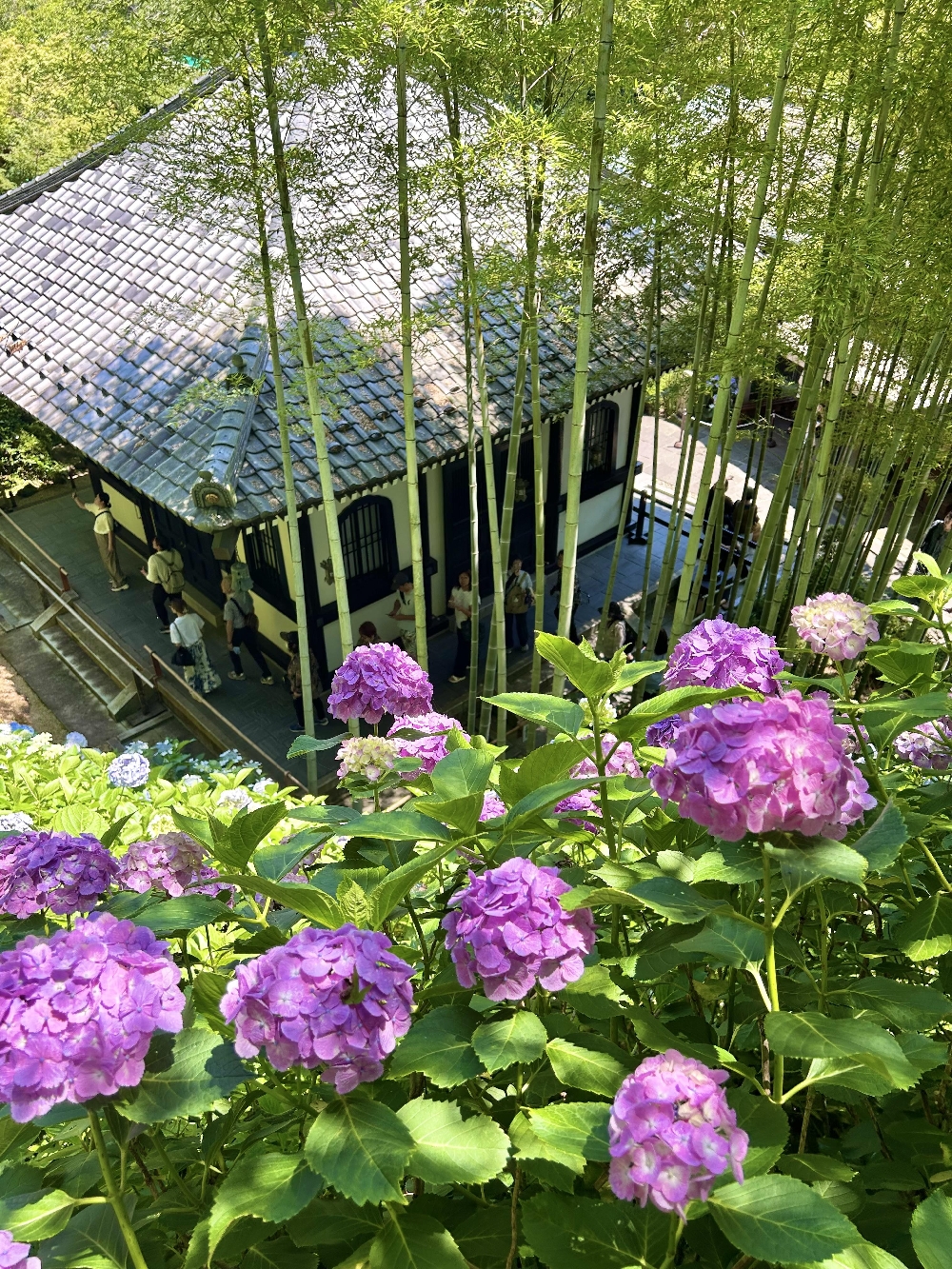 長谷・江ノ島①最後から二番目の恋