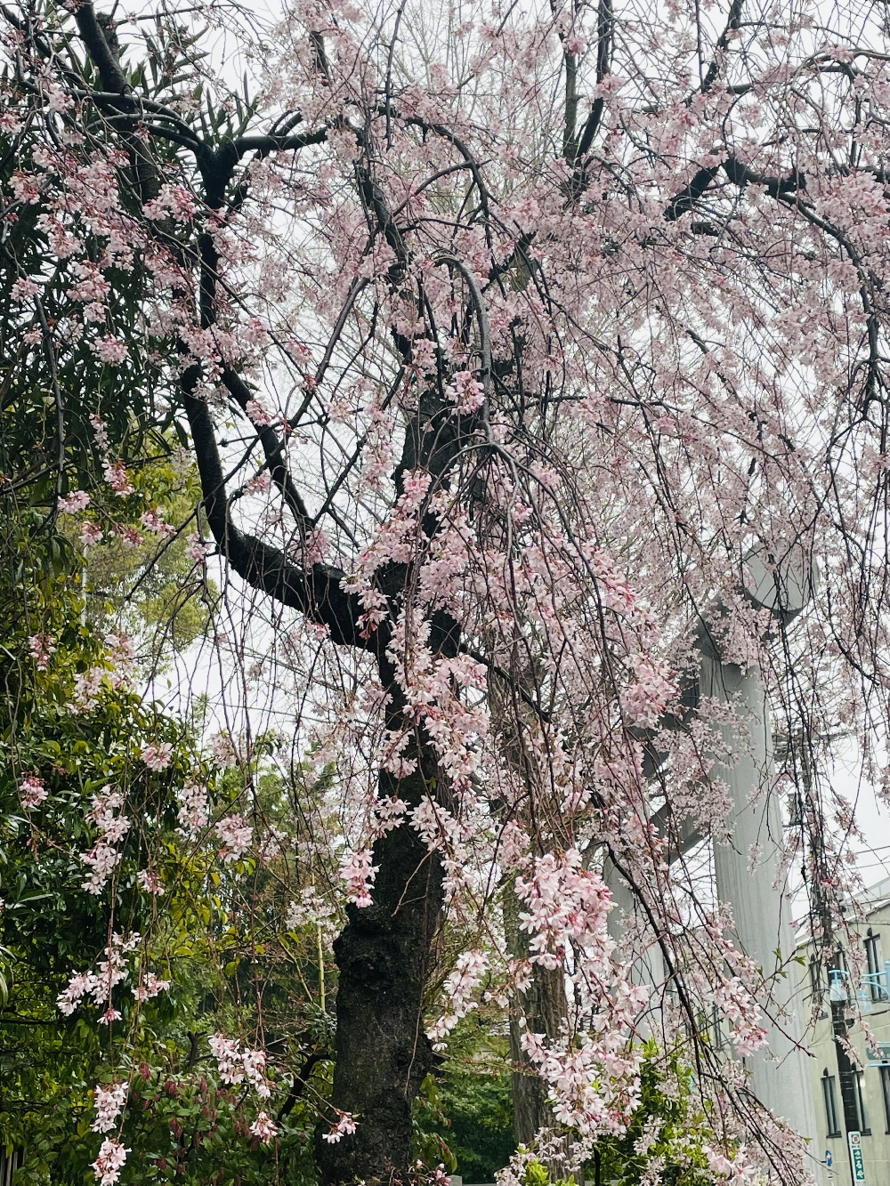 神明宮も桜満開