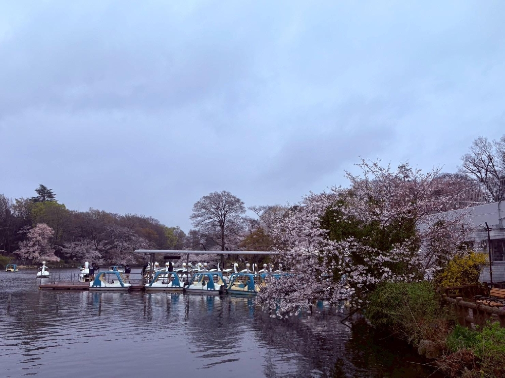 お花見🌸🌸