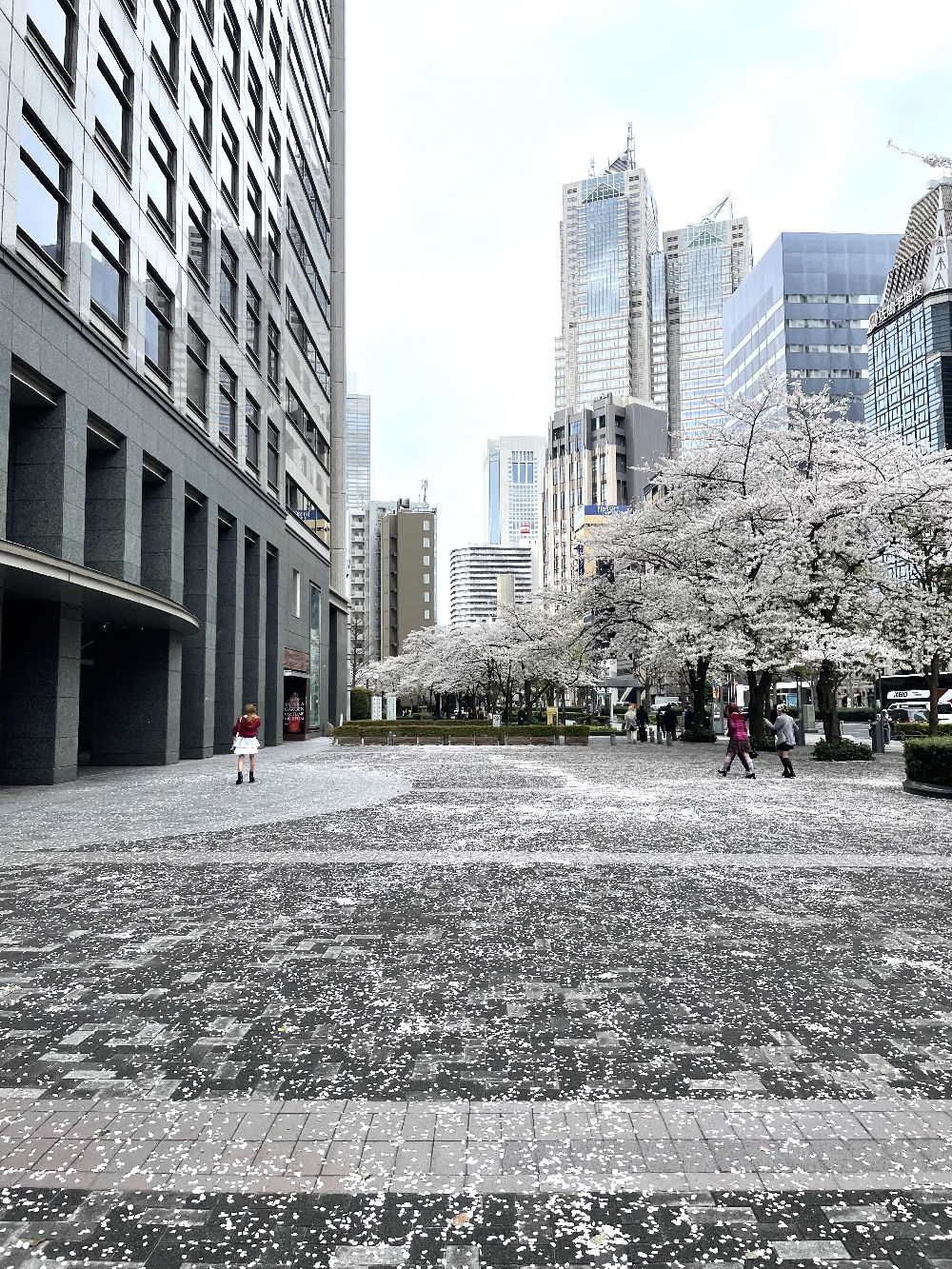桜吹雪