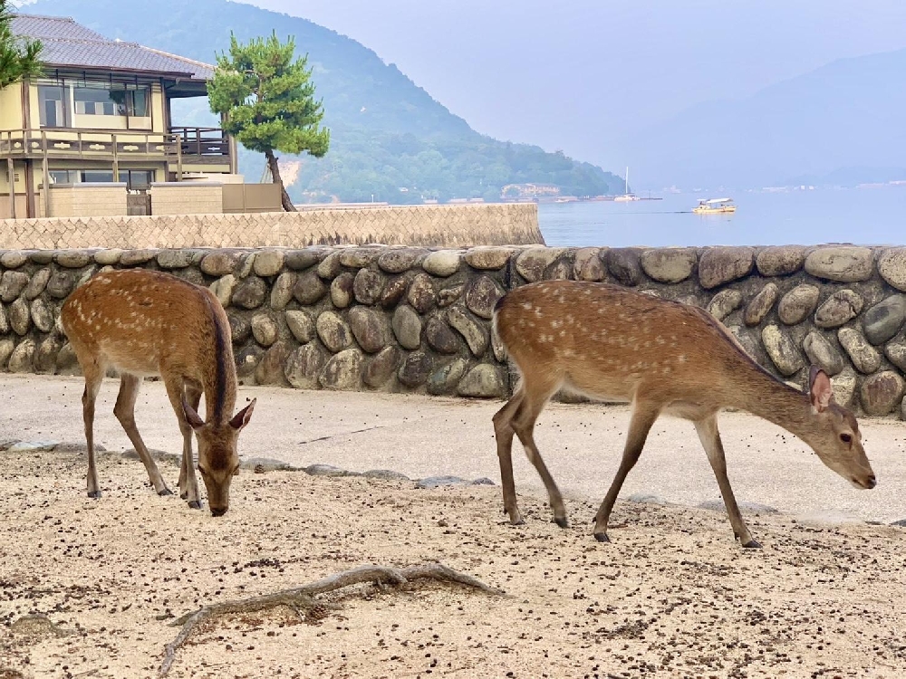 岩国・宮島⑧大願寺&あなご上野・他人吉