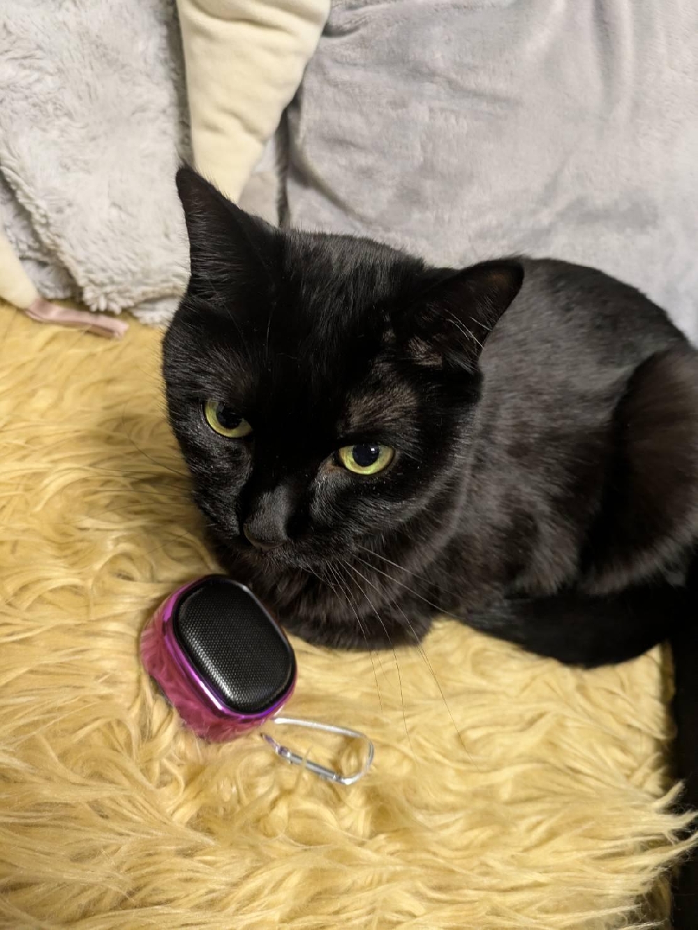 猫ちゃん用振音スピーカー