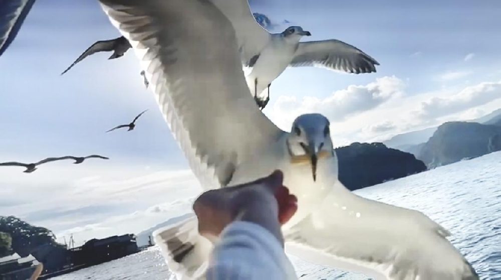 天橋立② 伊根の舟屋 大量のカモメ達🕊️