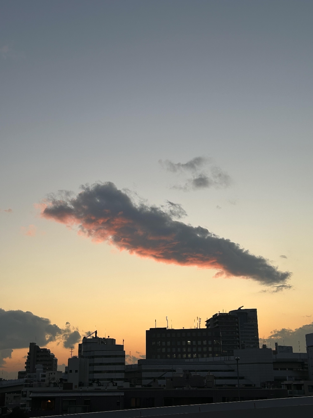 鯨？イルカ？