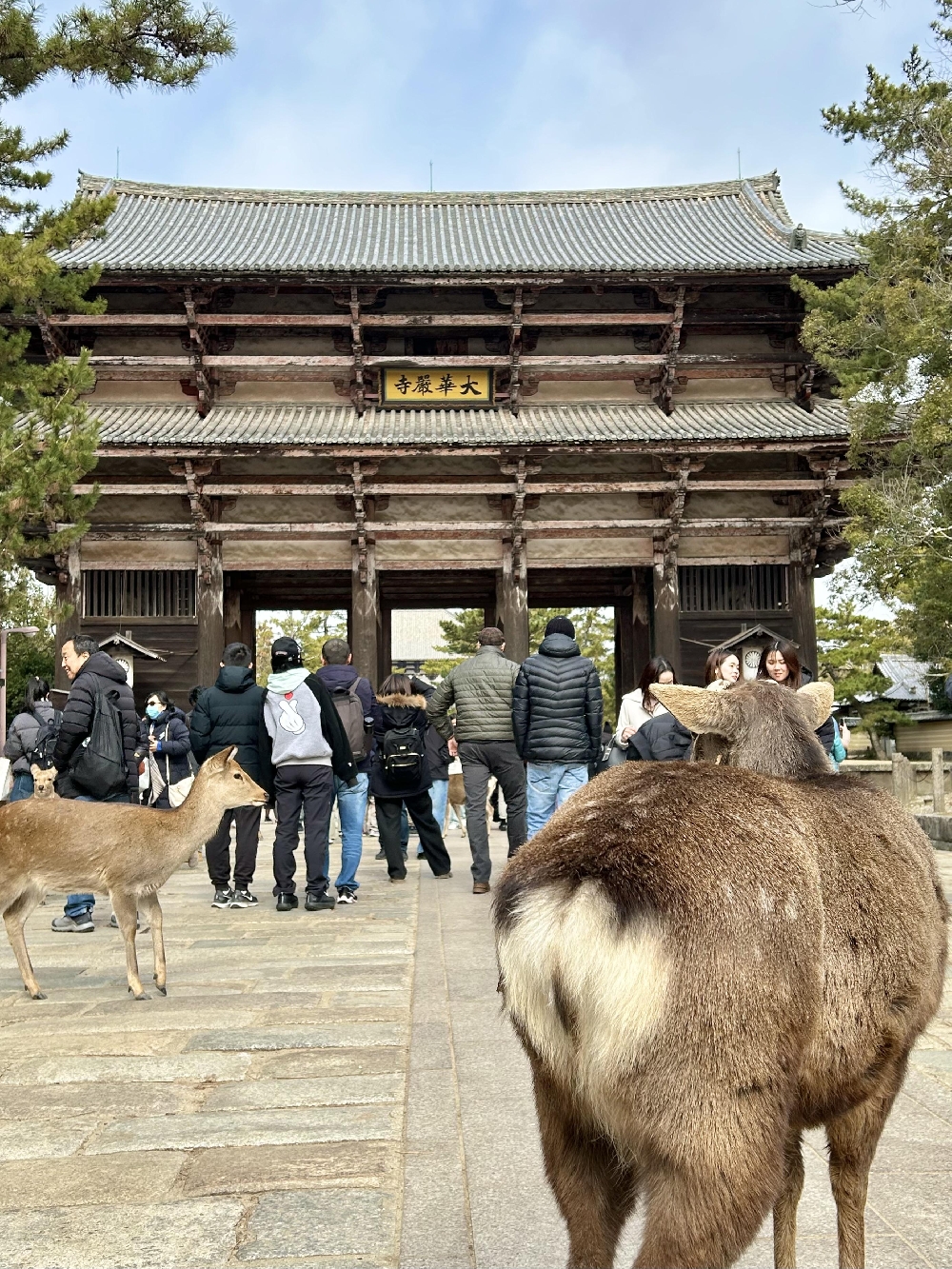 天橋立・奈良⑨柿の葉寿司、東大寺