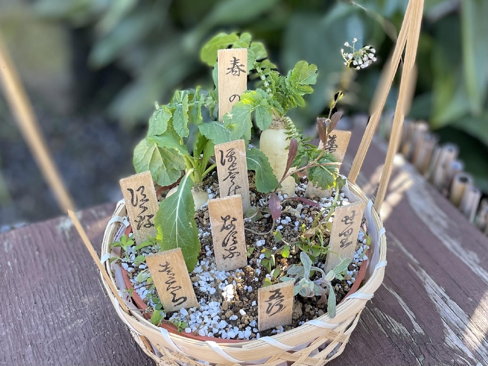 七草粥