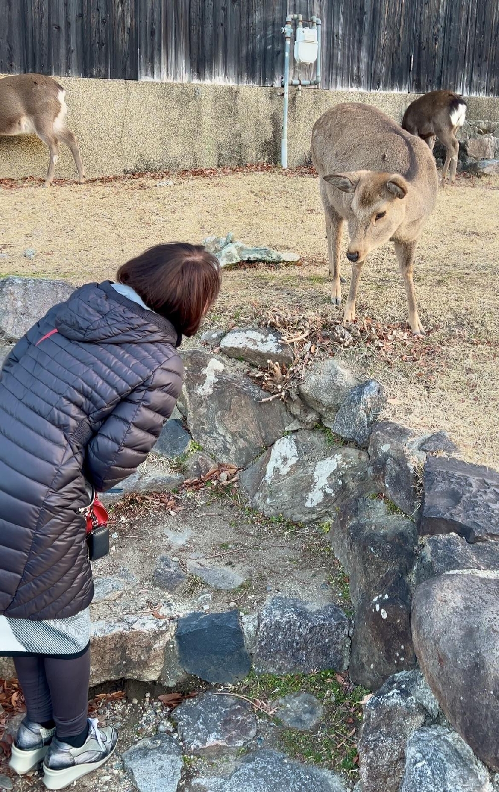 天橋立・奈良⑤ 鹿さんと朝のご挨拶　猿沢池・興福寺