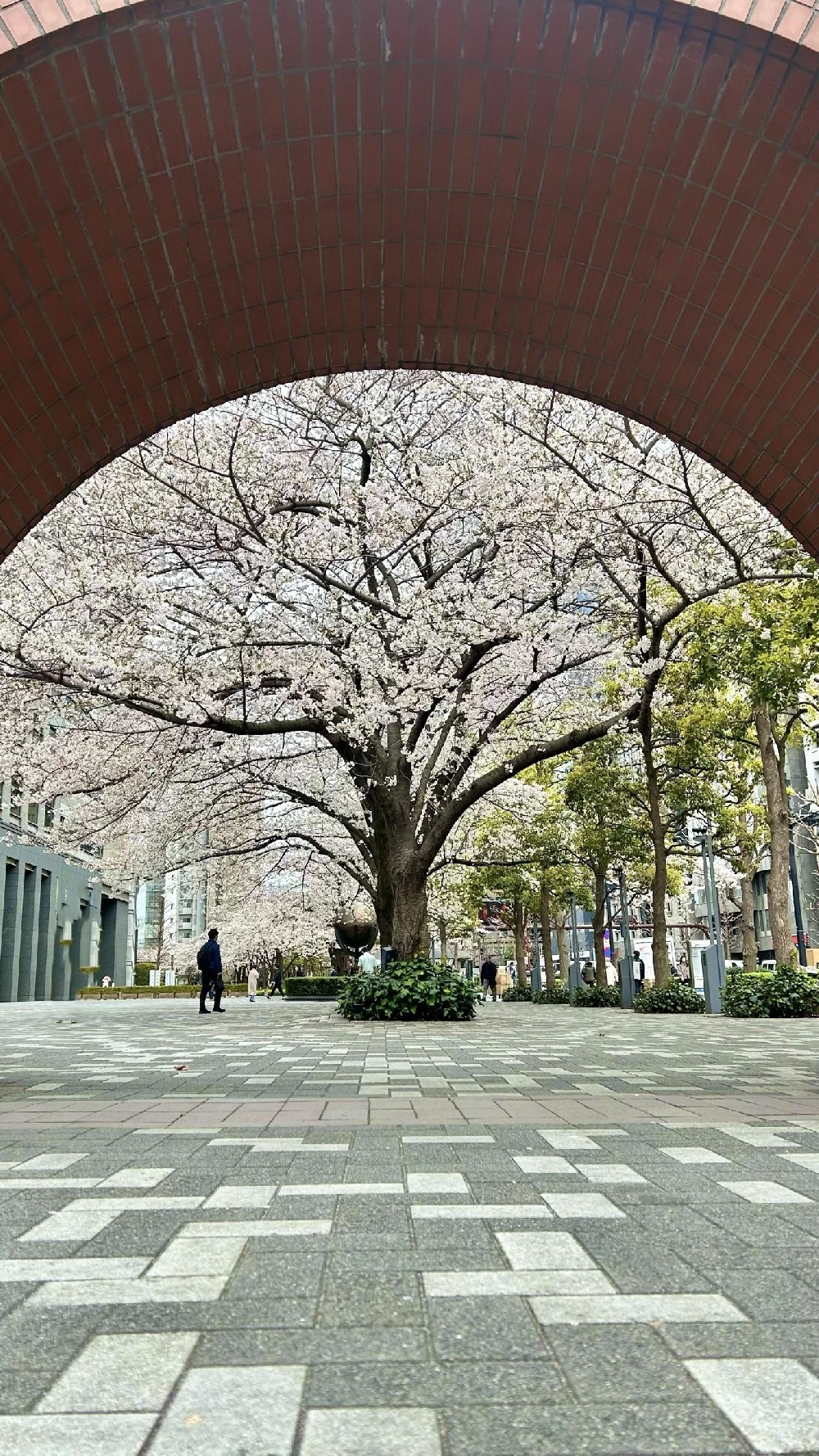 お花見🌸