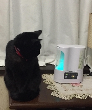 お気に入りフィトンエアー