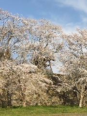 お花見