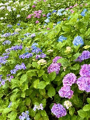 出張前のお楽しみ　長谷寺③