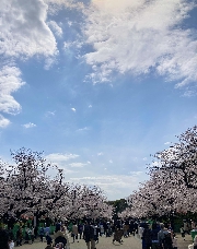 上野で満開の桜🌸