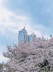 ランチ&お花見🌸