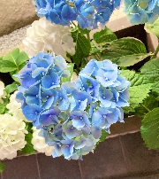 セラピー日記　脳出血