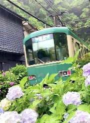 雨のしっとり鎌倉②
