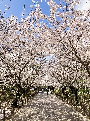 鎌倉出張にちょこっと同行