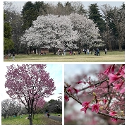 お花見