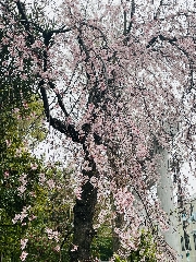 神明宮も桜満開