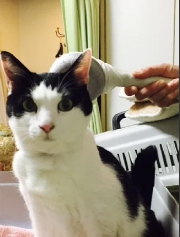 振音アニマルセラピー　犬猫動物全般