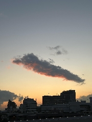 鯨？イルカ？