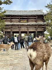 天橋立・奈良⑨柿の葉寿司、東大寺