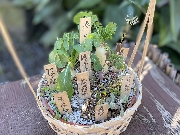 七草粥