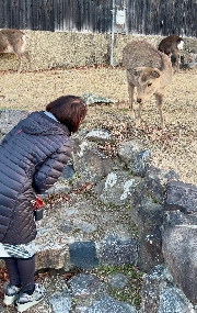 天橋立・奈良⑤ 鹿さんと朝のご挨拶　猿沢池・興福寺