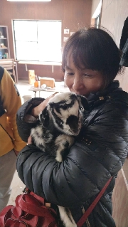 山羊の赤ちゃん
