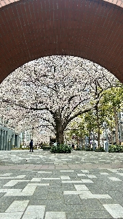 お花見🌸
