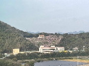 徳島しだれ桜と東京の桜